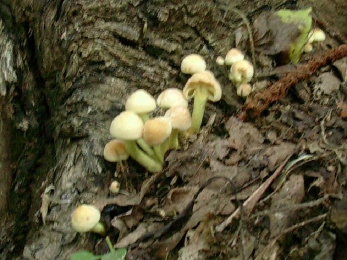 815 Ottobre vecchio ritrovamento